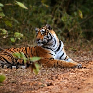 15 Days Delhi Agra Jaipur Ranthambore Jodhpur Jaisalmer Udaipur 15 Days Delhi Agra Jaipur Ranthambore Jodhpur Jaisalmer Udaipur